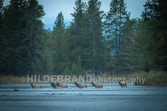 Elk - River Crossing