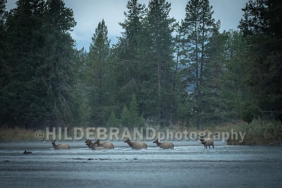 Elk - River Crossing