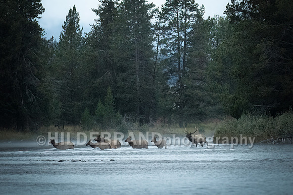 Elk - River Crossing