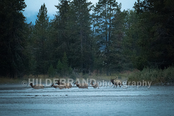 Elk - River Crossing
