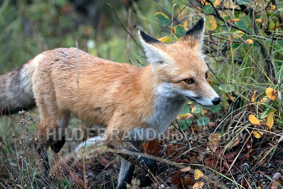 Red Fox