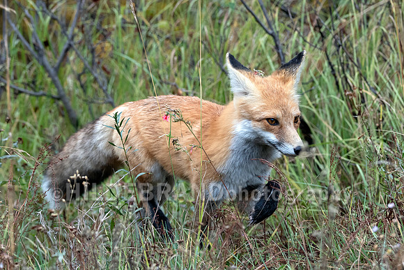 Red Fox