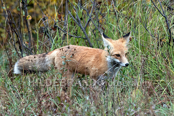 Red Fox