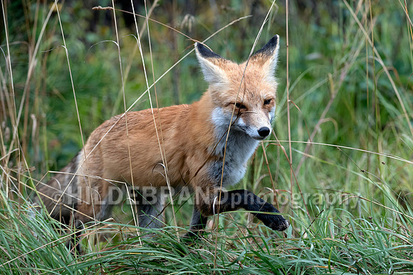 Red Fox