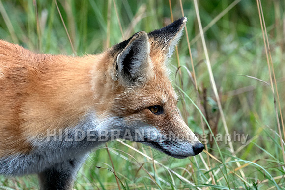 Red Fox