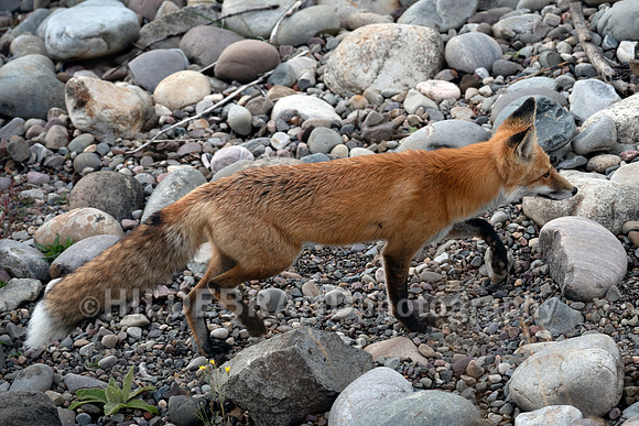 Red Fox