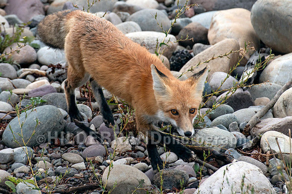 Red Fox