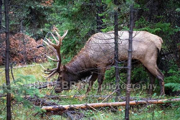 Elk