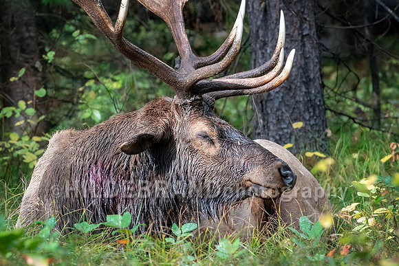 Elk
