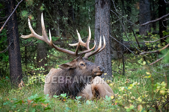 Elk
