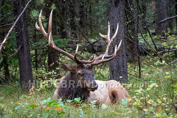 Elk