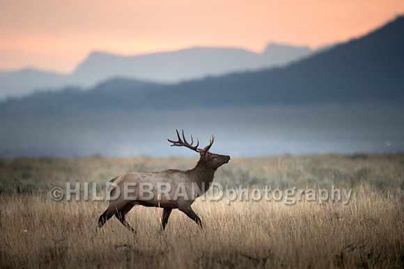 Elk