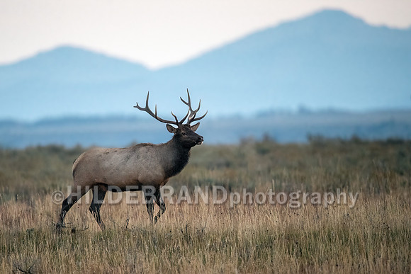 Elk