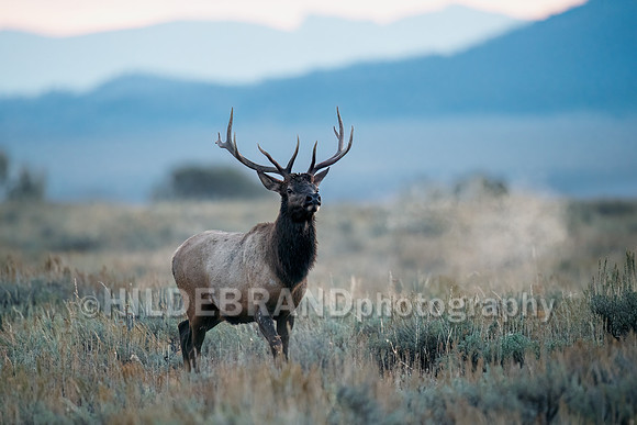 Elk