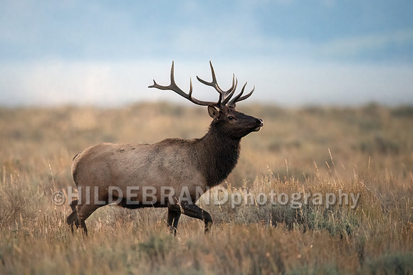 Elk