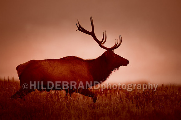 Elk