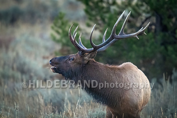 Elk