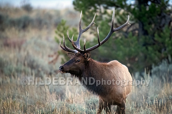 Elk
