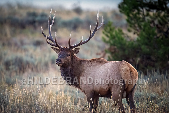 Elk