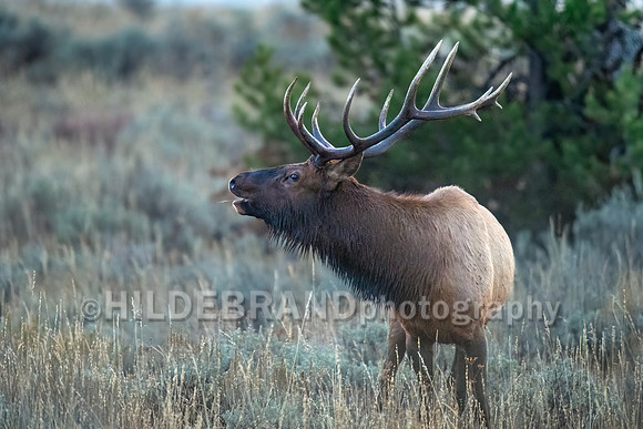 Elk