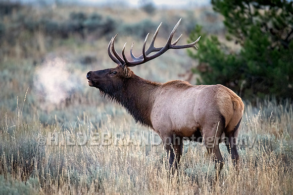 Elk