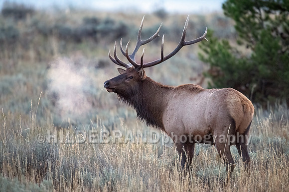 Elk