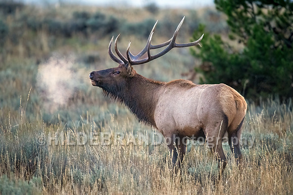 Elk