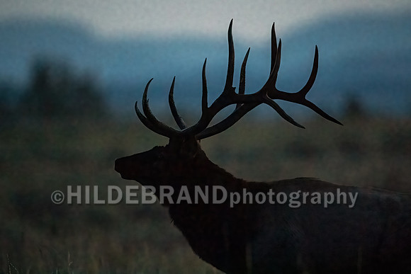 Elk