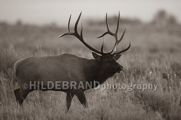 Elk