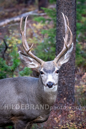 Mule Deer