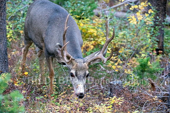 Mule Deer