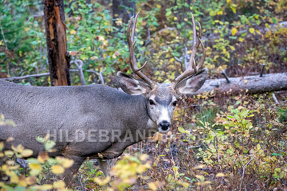 Mule Deer