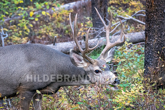 Mule Deer