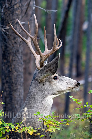 Mule Deer