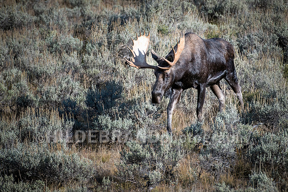 Moose