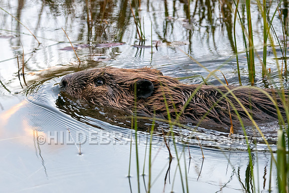 Beaver