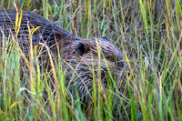 Beaver