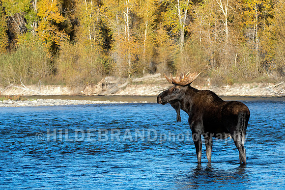 Moose