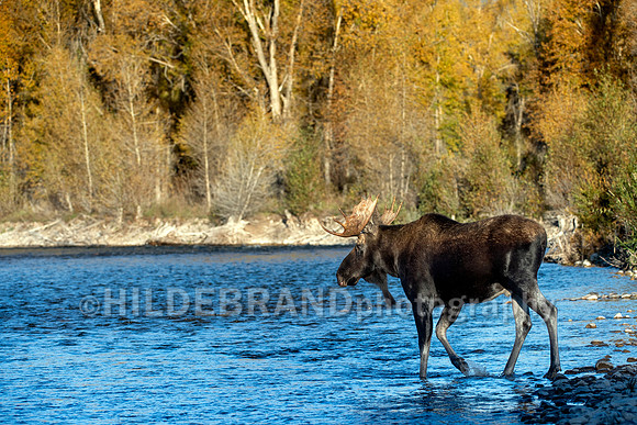 Moose