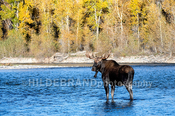 Moose