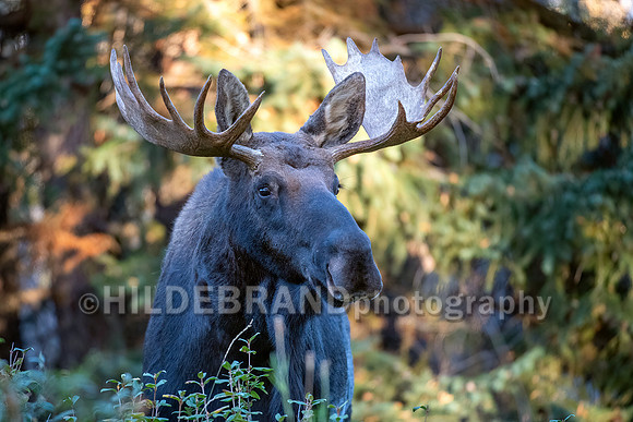 Moose