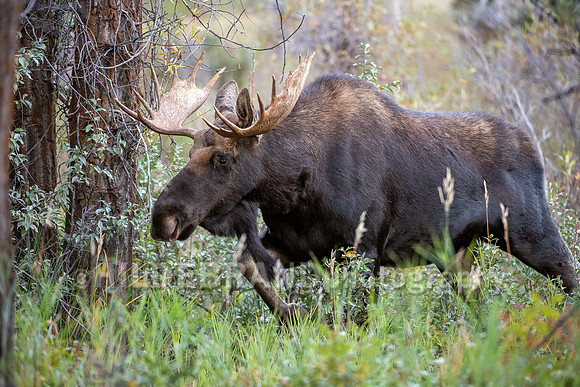 Moose
