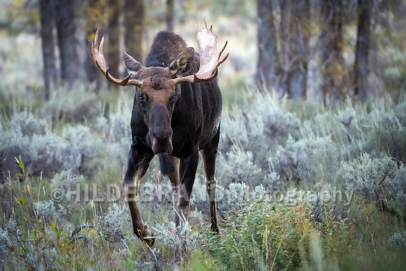 Moose
