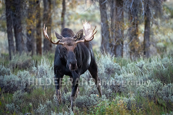 Moose