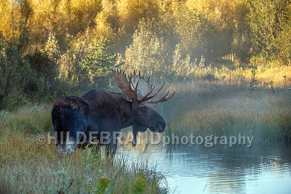 Moose