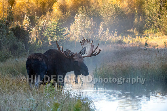 Moose
