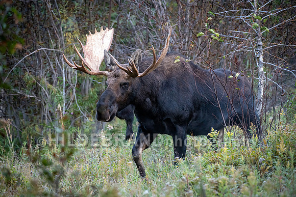 Moose