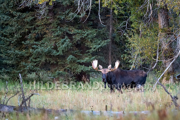 Moose