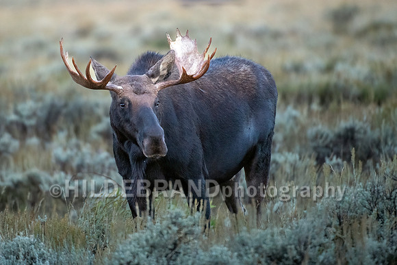 Moose