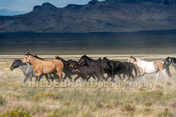 Onaqui Horses